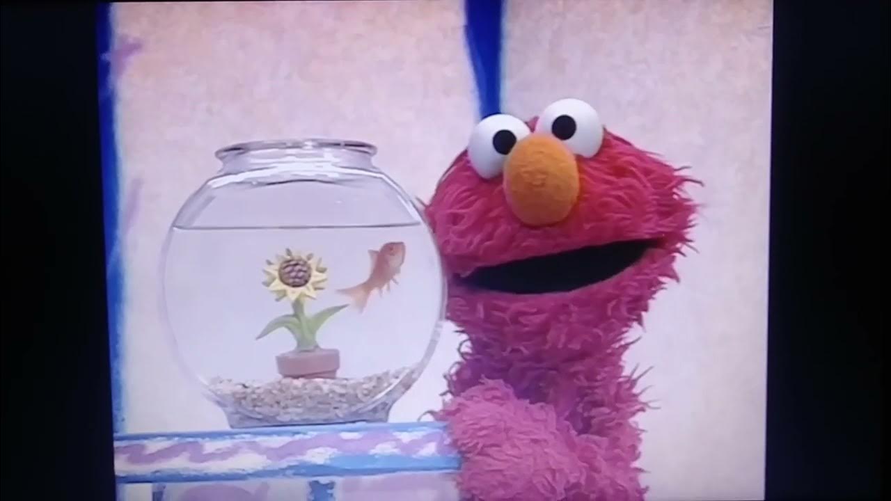 Elmo's World Dorothy's Flowers, Plants & Trees Question YouTube
