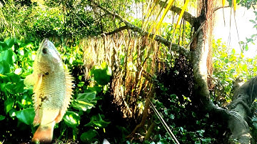 Câu cá Câu cá rô đồng theo con nước lên phần 2 tập 8 ]@chuachactv