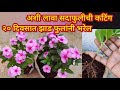 How to plant sadaphuli cuttingsdaya home fertilizer for abundant flowersspgardeningmarathi