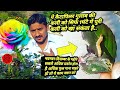 गुलाब पौधे पर खतरनाक सुंडी का अटेक // Round of dangerous vessels on rose plants /