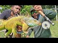 Fly Fishing for Giant Iguanas