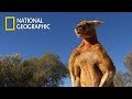 Muscular kangaroos martial arts matchnational geographic