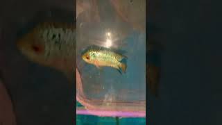 Another gem. #kolathuraquariumfish #aquarium #kolathurfish #homebread #srd #srdflowerhorn #grooming