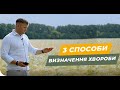 Як самостійно визначити хворобу на своєму полі?