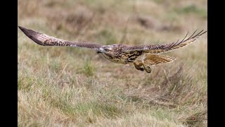 The Hawk's Glide: A Breath Meditation with Ambient Music (10 Minutes) screenshot 5