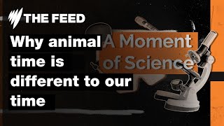 Why animal time is different to our time | A Moment of Science | SBS The Feed