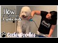 HOW TO GROOM A GOLDENDOODLE FROM HOME EASY
