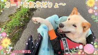 2019.9/17『柴雑種犬』みーくんとカートお散歩❤