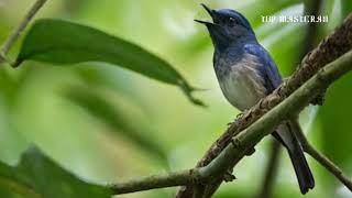 suara burung selendang biru gacor cocok untuk pancingan dan masteran semua jenis burung