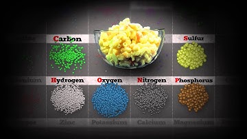 The science of macaroni salad What