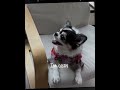 Skz pets