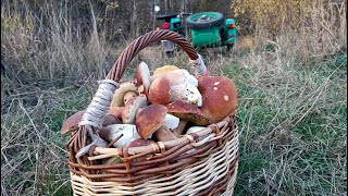 НА КУРАЖЕ!!!🍂🍁🌳 сбор ✨БЕЛЫХ ГРИБОВ!!!✨ 14.10.2022 г. Владимирская обл., п.Ставрово #грибы #mushroom