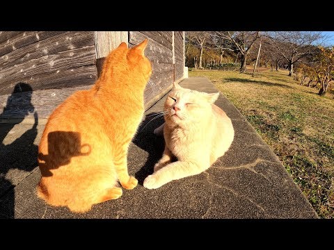 仲良し茶トラ猫コンビが池のほとりにお出掛けする