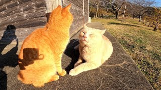 仲良し茶トラ猫コンビが池のほとりにお出掛けする