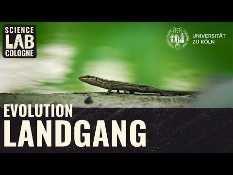 Evolution: Landgang der Wirbeltiere