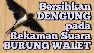 Membersihkan Bunyi Dengung Pada Rekaman Burung Walet #TipsEditingArtSonica