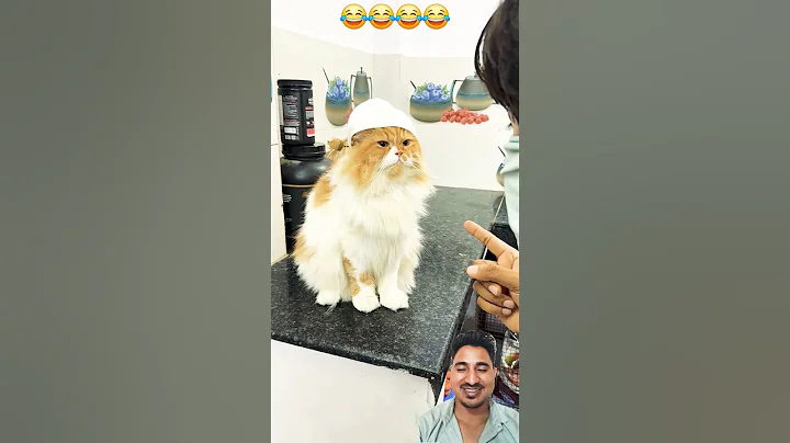 Video 10715051: funnycatvideos cats catlover, cute funnycatvideos catlover, cats catlover cute funny