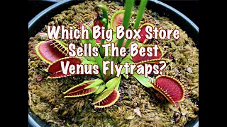 Which Big Box Store Sells The Best Venus Flytraps?