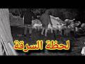 اقتحام مزرعة وسرقة حوالي 17رأس غنم ناكست