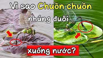 Tập 3: Vì sao chuồn chuồn nhúng đuôi xuống nước? | VÌ SAO