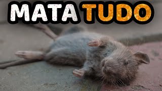 Como Matar Ratos | Mata Ratos em Casa e Jardim SEM VENENO | 2 Receitas Gratuitas