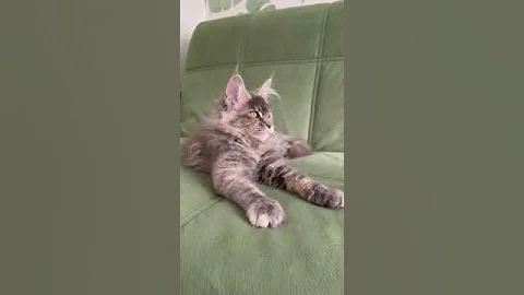 Video 9613071: maine coon kitty cat, maine coon kittens love, blue maine coon