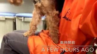 'ハグ'の練習    Training of 'hug' by shiuraswelsh 1,057 views 7 years ago 1 minute, 9 seconds