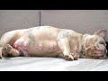 Pregnancy Update on French Bulldog *DAY 44*