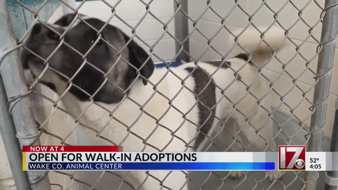 Wake Co. Animal Shelter open for walkin adoptions YouTube
