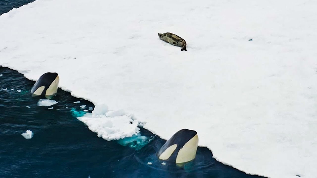 DUELL DER MEERES-GIGANTEN: Seltenes Video! Hier kämpft ein Orca gegen einen weißen Hai