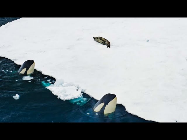 Incredible Orca Hunt | Frozen Planet II | BBC Earth class=