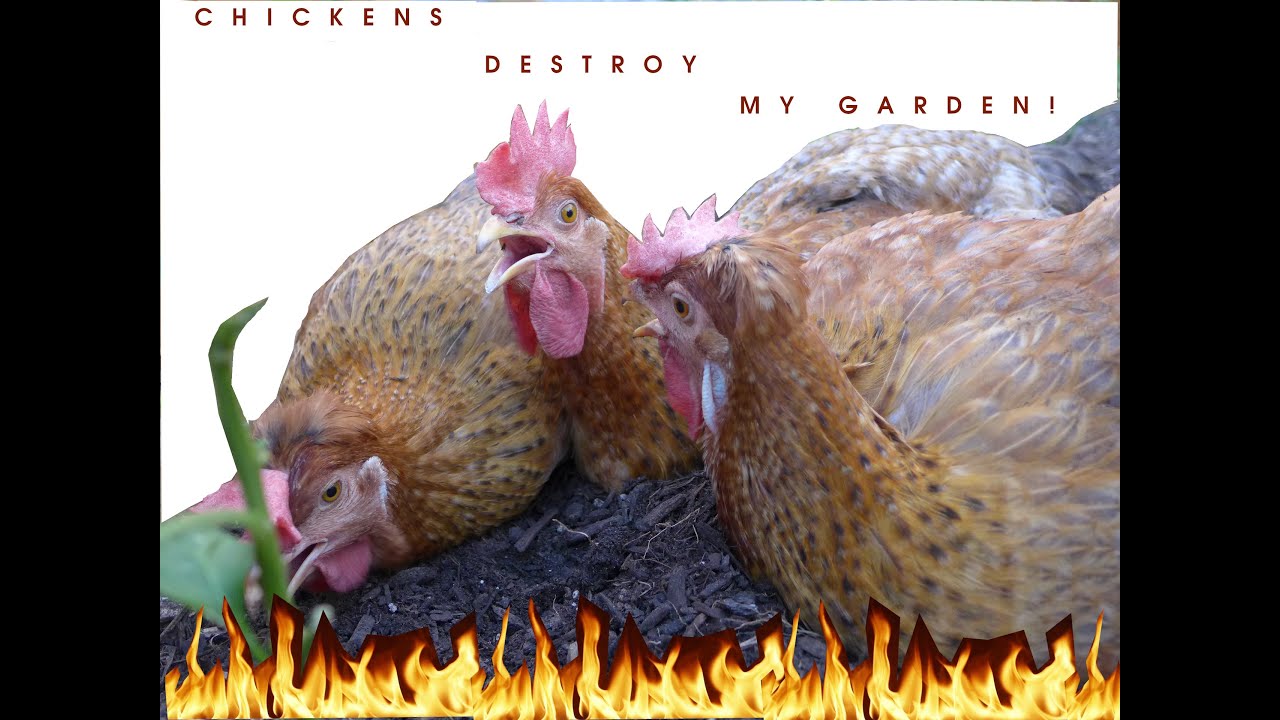 Easter Egger Chickens DESTROY My Garden! YouTube