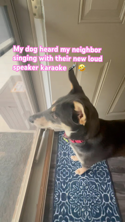 THAT WAS REALLY VERY LOUD 😱 #shorts #funny #views #viral #fypy #dog #subscribe #humor