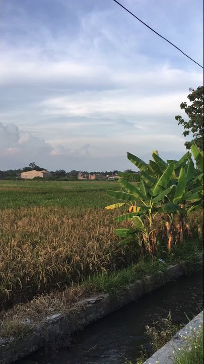 Status WA modus lagi jalan disawah