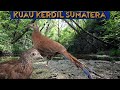 Suara Pikat Kuau Kerdil Sumatera Burung Endemik Sumatera (Orak) Sumatran Peacock Pheasant