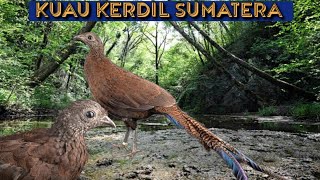 Suara Pikat Kuau Kerdil Sumatera Burung Endemik Sumatera (Orak) Sumatran Peacock Pheasant