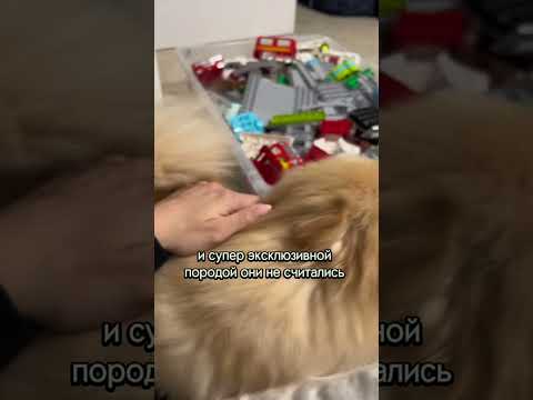 Видео: Приют для собак работает на взлетно-посадочной полосе в Canine Couture