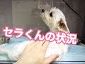 【セラくんの状況】ご報告が遅くなってしまい申し訳ありません