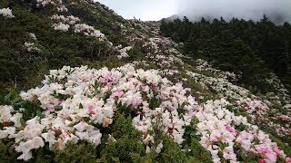 2019.05.05 石門山高山杜鵑空拍