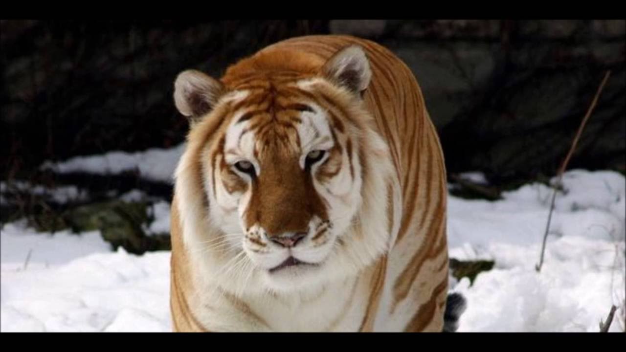 TYPES OF TIGER YouTube