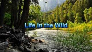 Life in the Wild. Caucasus. (Мир дикой природы. Кавказ.)