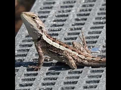 Jacky Dragon #lizards #australia #conservation #kurnell #KamayBotanyBayNP #ecology #nature