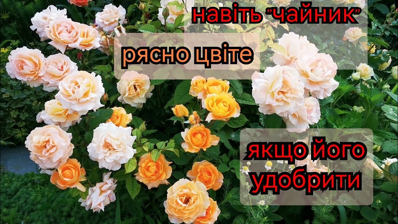 Пишне цвітіння троянд-це просто. Як 