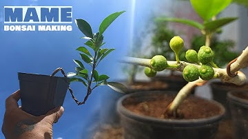 Mame Bonsai Making