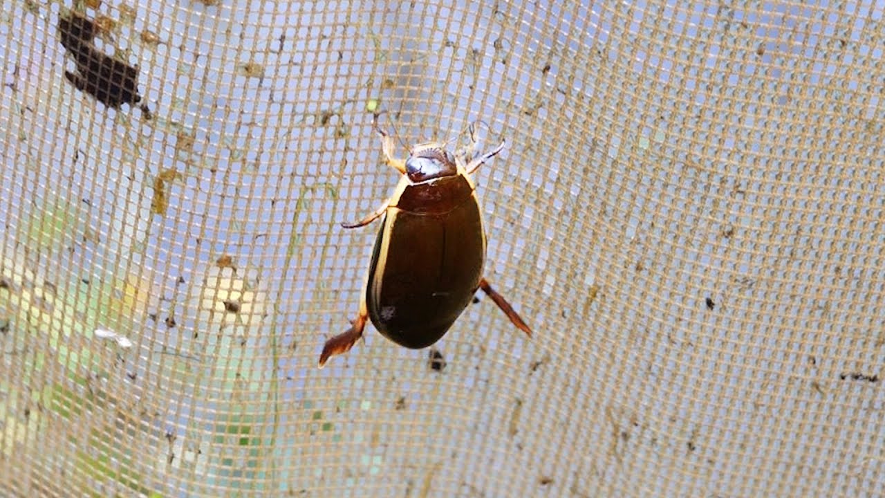 ゲンゴロウ見つけた！