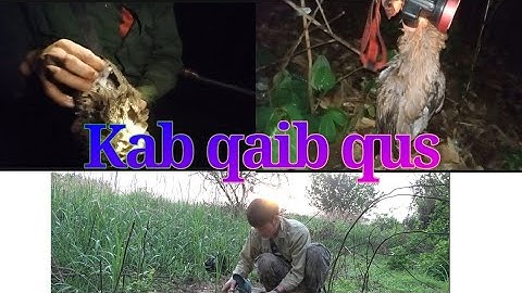 yos hav zoov tua qaib qus hmo ntuj 2025