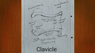 How to draw Clavicle bone || Human Anatomy drawing || Easy biology diagram drawing Update