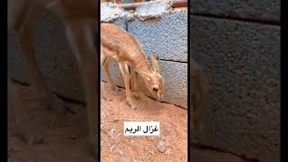 نوعه غزال الريم 👍