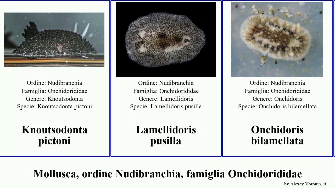 Mollusca, ordine Nudibranchia, famiglia Onchidorididae onchidoris lutea pusilla muricata papillata