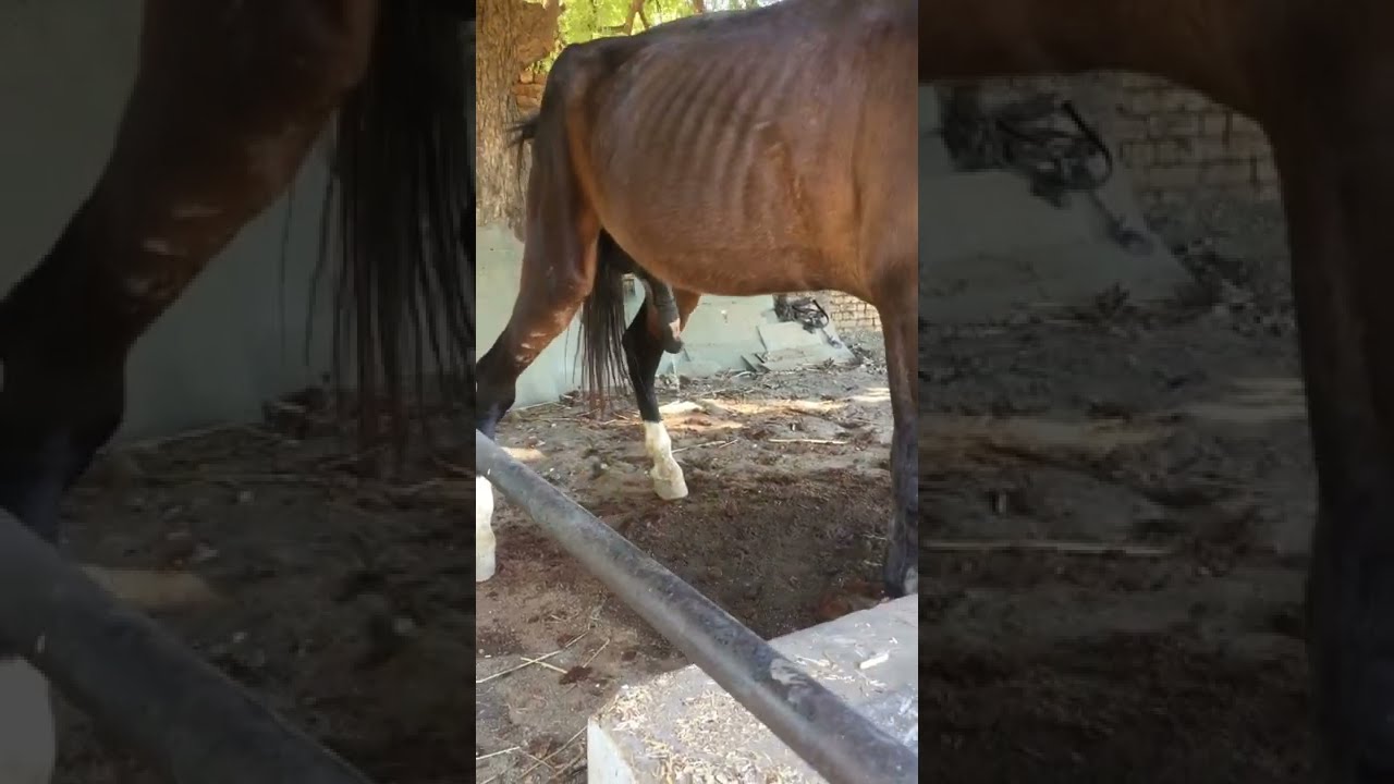 Horse peeing | 